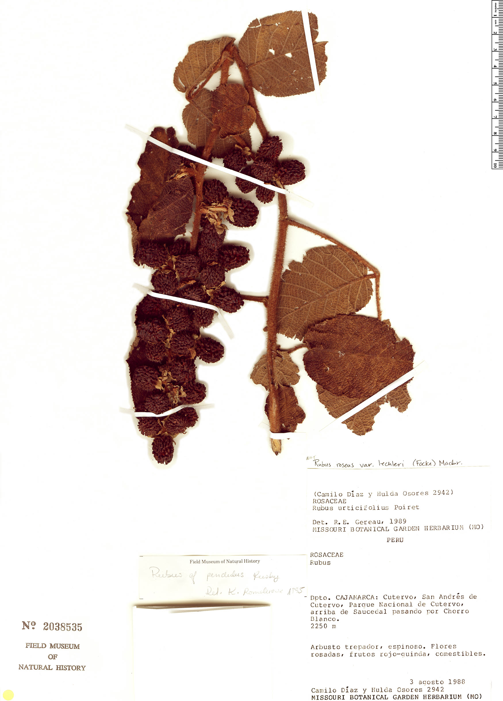 Rubus pendulus image