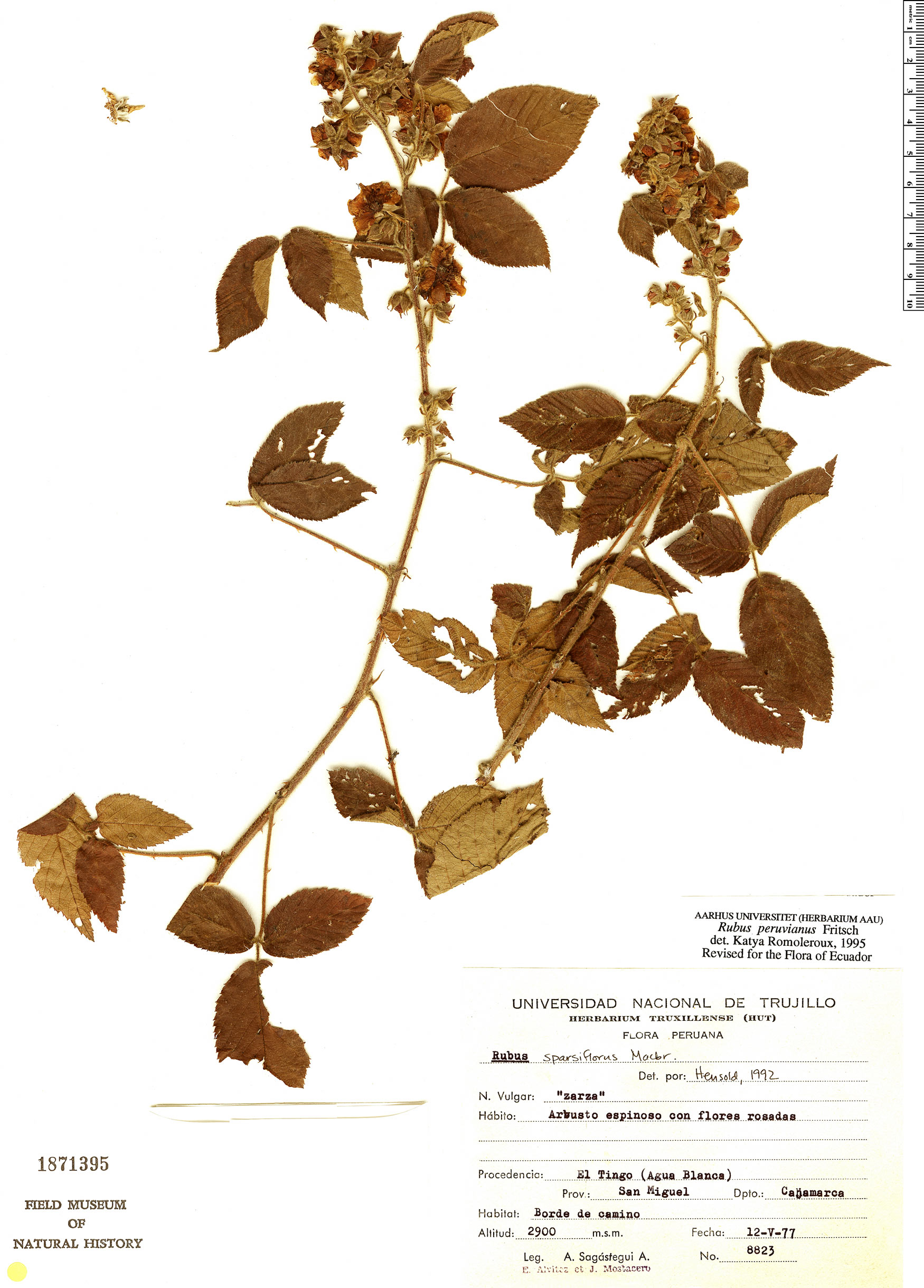 Rubus peruvianus image