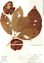 Alibertia curviflora var. curviflora image