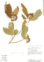 Arachnothryx aspera image