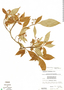 Arachnothryx jurgensenii image