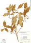 Arachnothryx jurgensenii image
