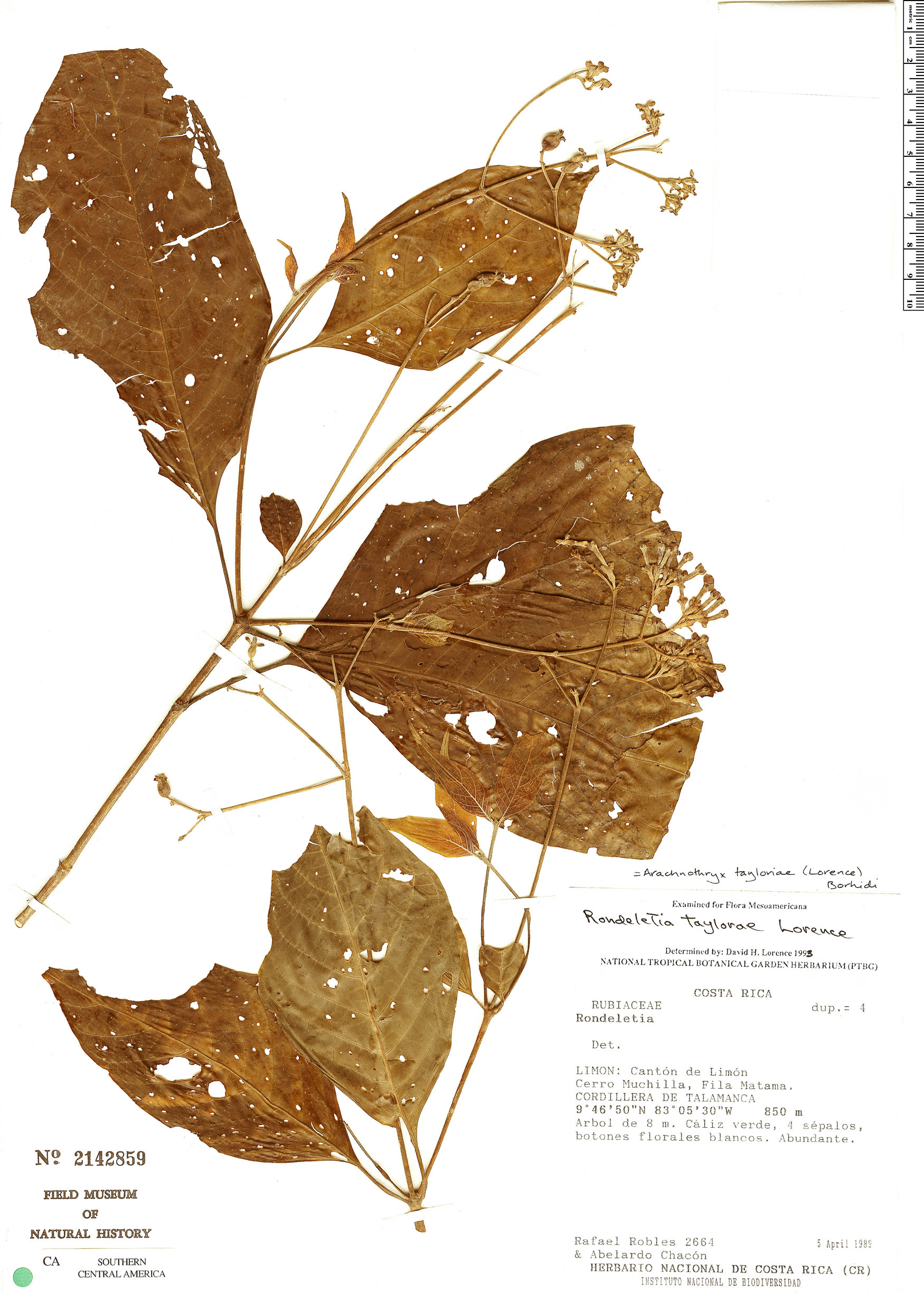Arachnothryx tayloriae image