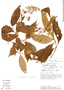 Arachnothryx bertieroides image