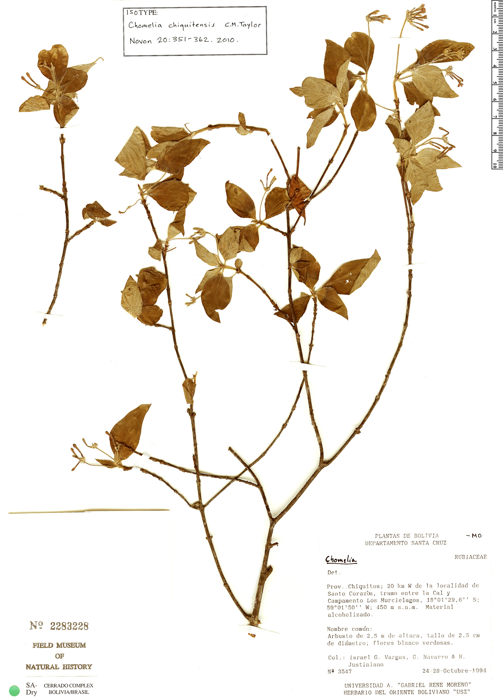 Chomelia chiquitensis image