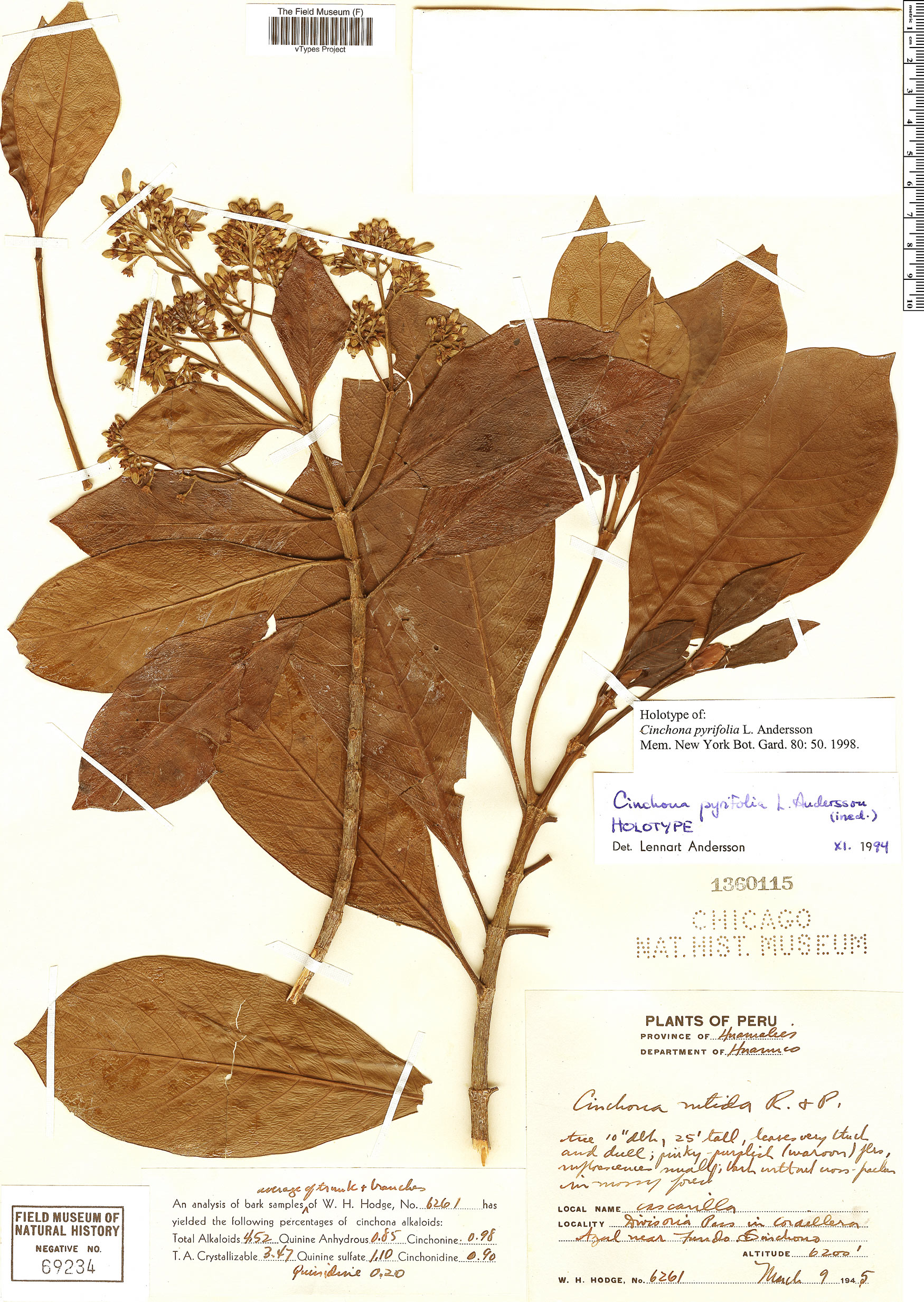 Cinchona pyrifolia image