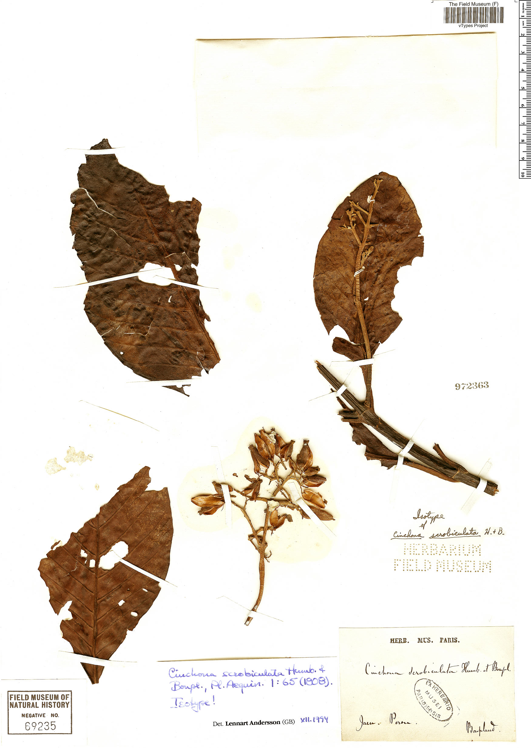Cinchona scrobiculata image
