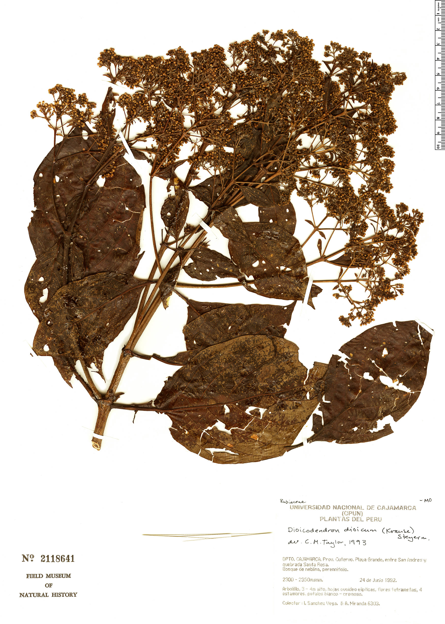 Dioicodendron dioicum image