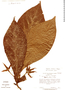 Hippotis latifolia image