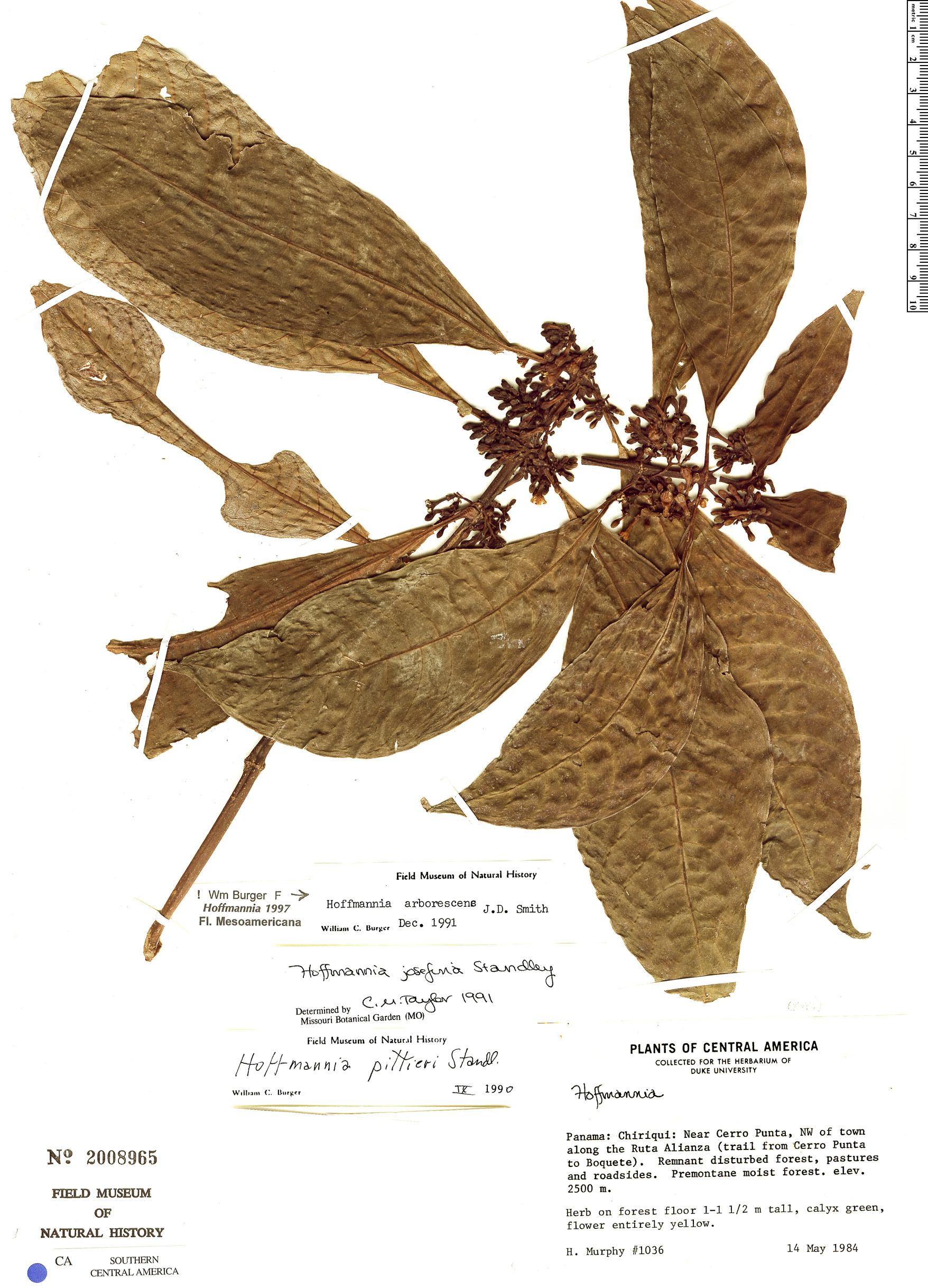 Hoffmannia arborescens image