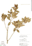 Psychotria fruticetorum image