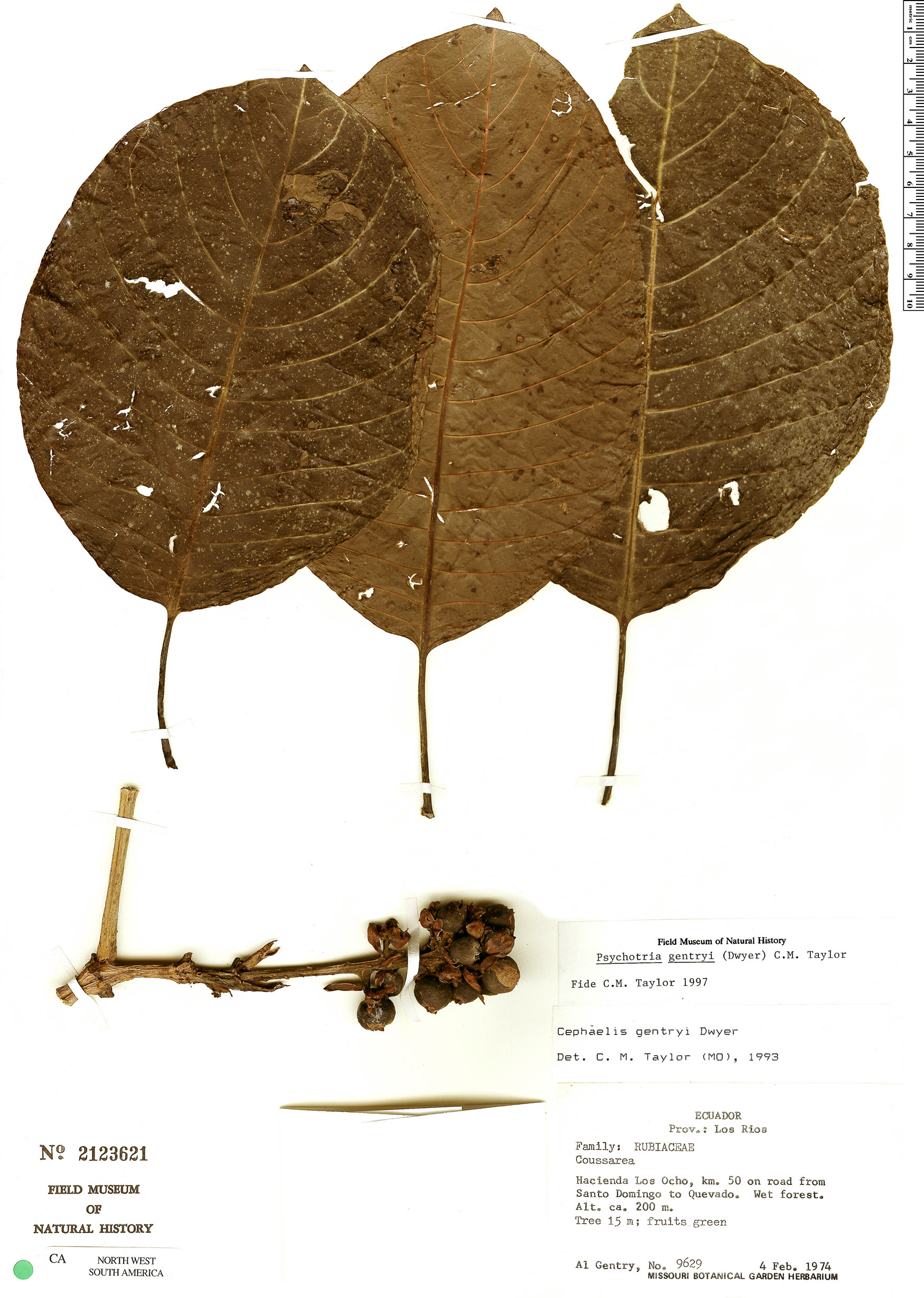 Psychotria gentryi image