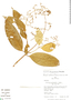 Psychotria huantensis image