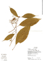 Psychotria hylocharis image