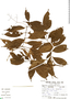 Psychotria juninensis image