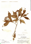 Psychotria lundellii image