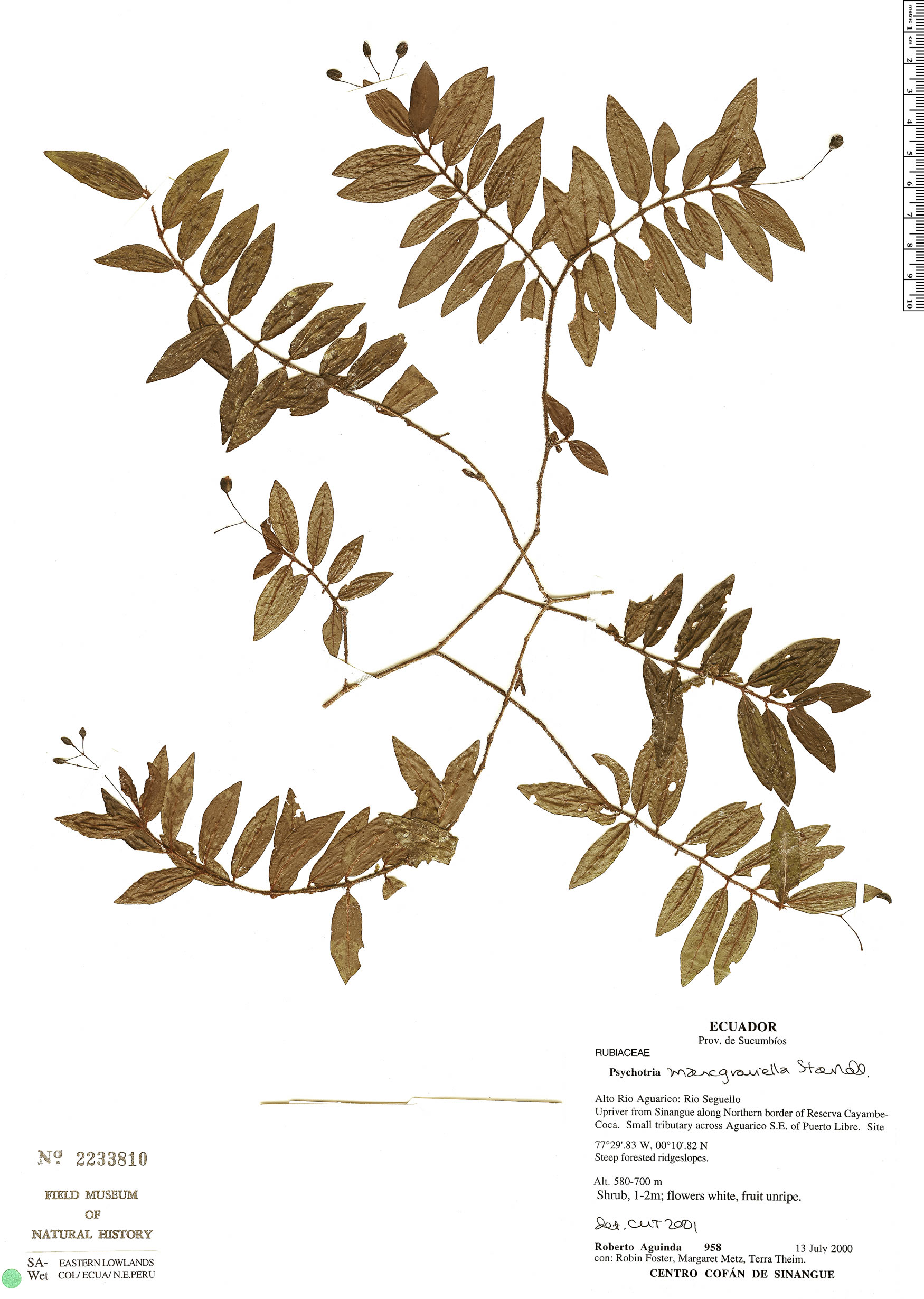 Psychotria marcgraviella image