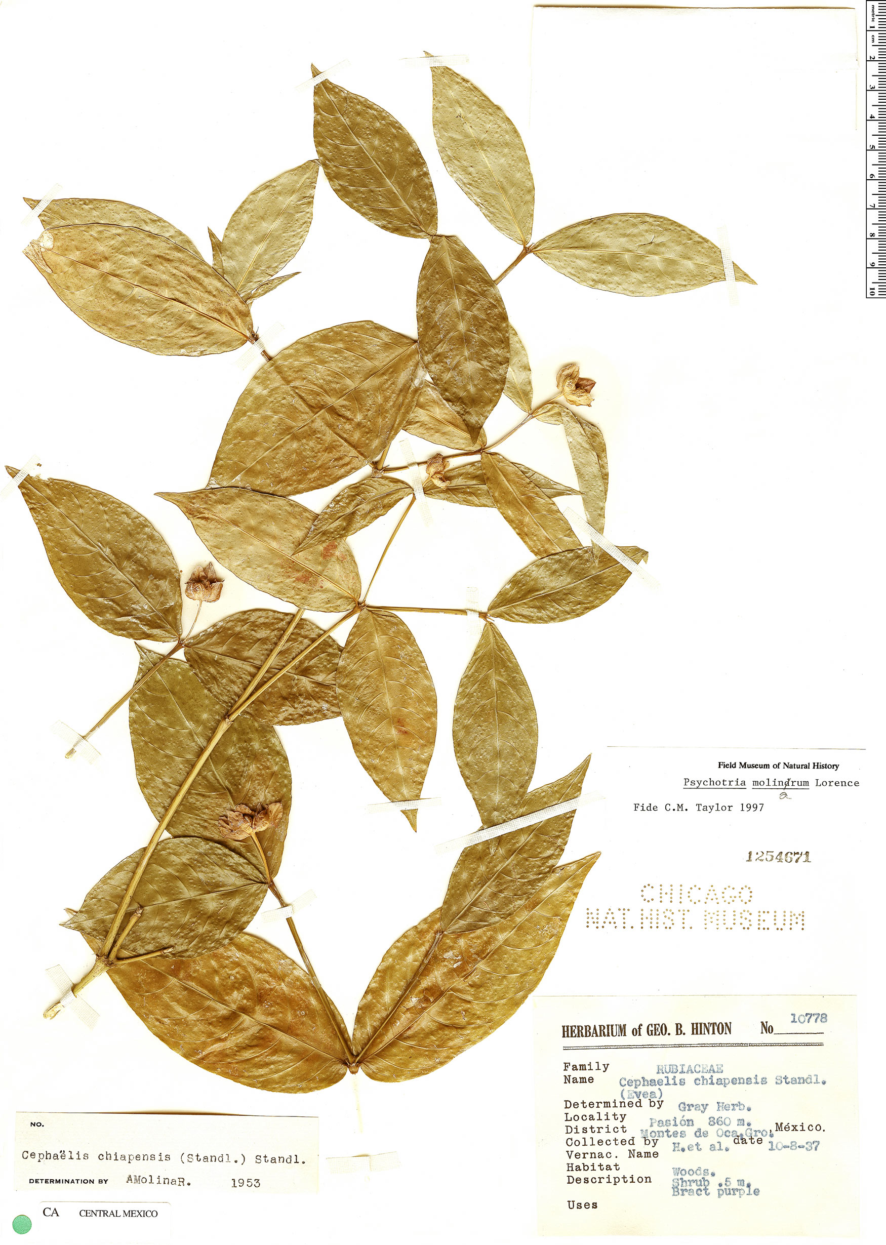 Psychotria molinarum image