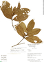 Psychotria oinochrophylla image