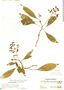 Psychotria papantlensis image