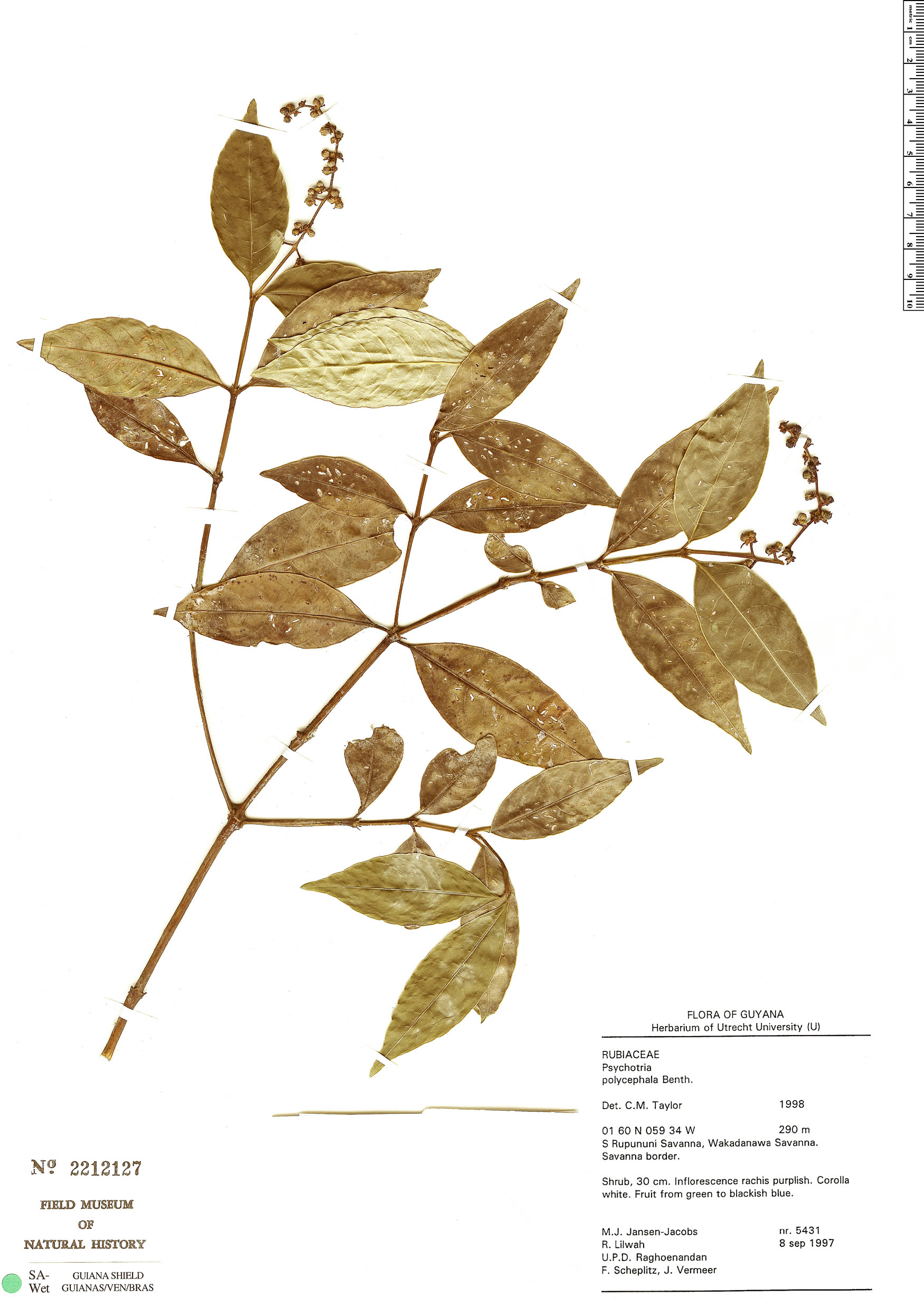 Psychotria polycephala image