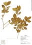 Psychotria prunifolia image