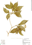 Psychotria pubescens image