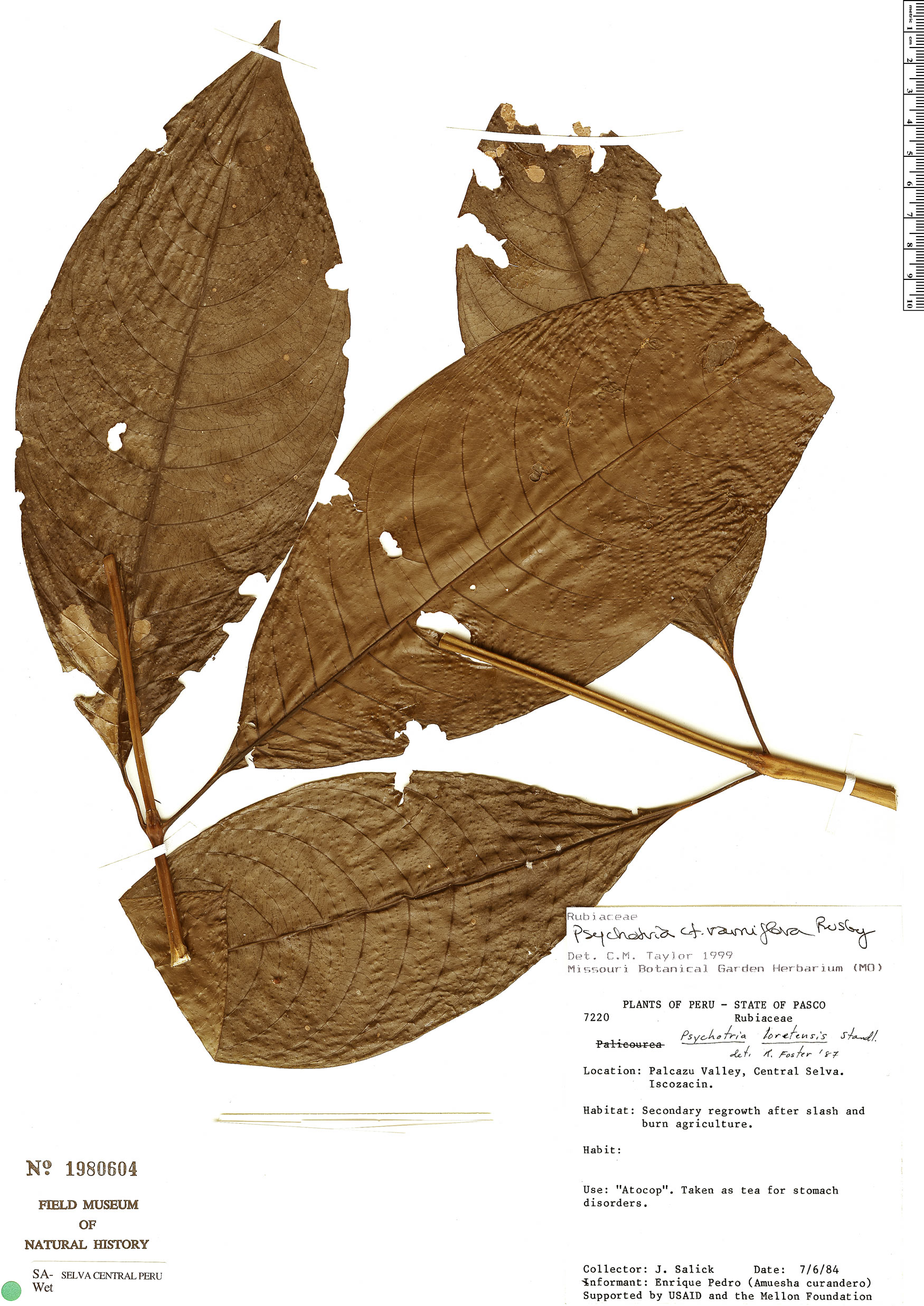Psychotria ramiflora image