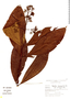 Psychotria reticulata image
