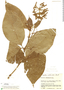 Psychotria santae-rosae image