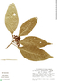 Psychotria sarapiquensis image
