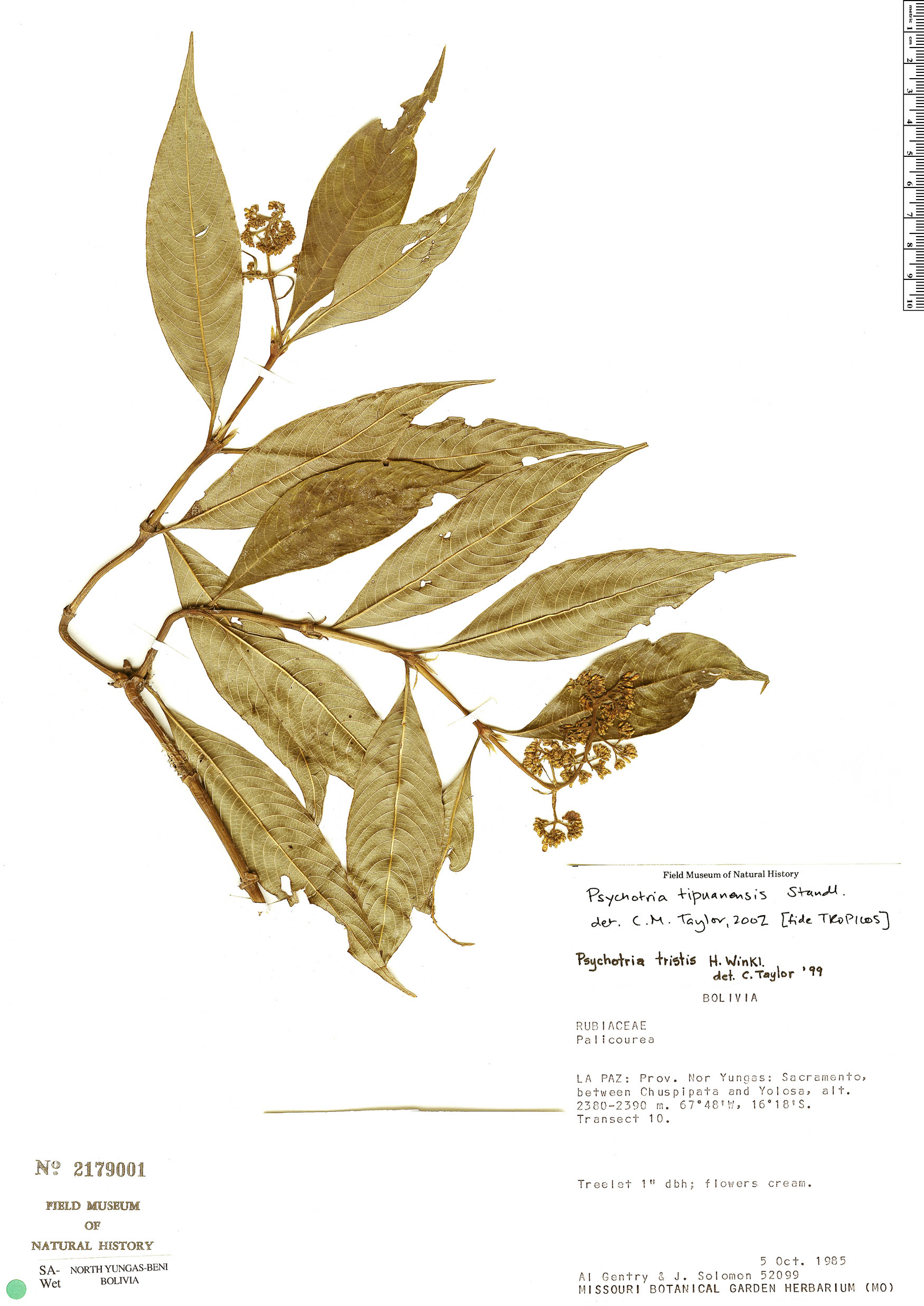 Psychotria tipuanensis image