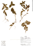 Psychotria variegata image