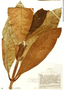 Remijia longifolia image