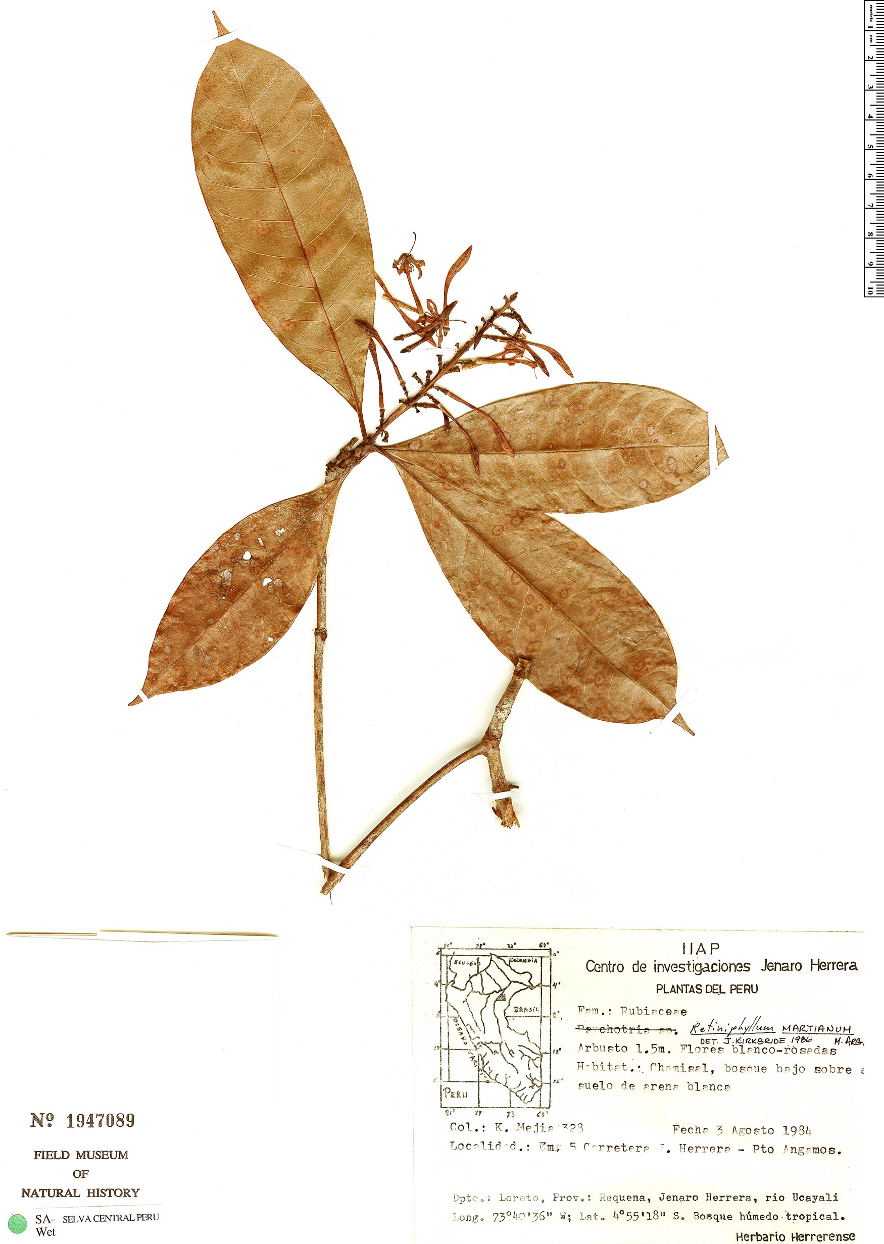 Retiniphyllum concolor image