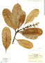 Retiniphyllum speciosum image