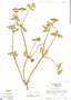 Richardia scabra image