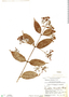 Rogiera edwardsii image