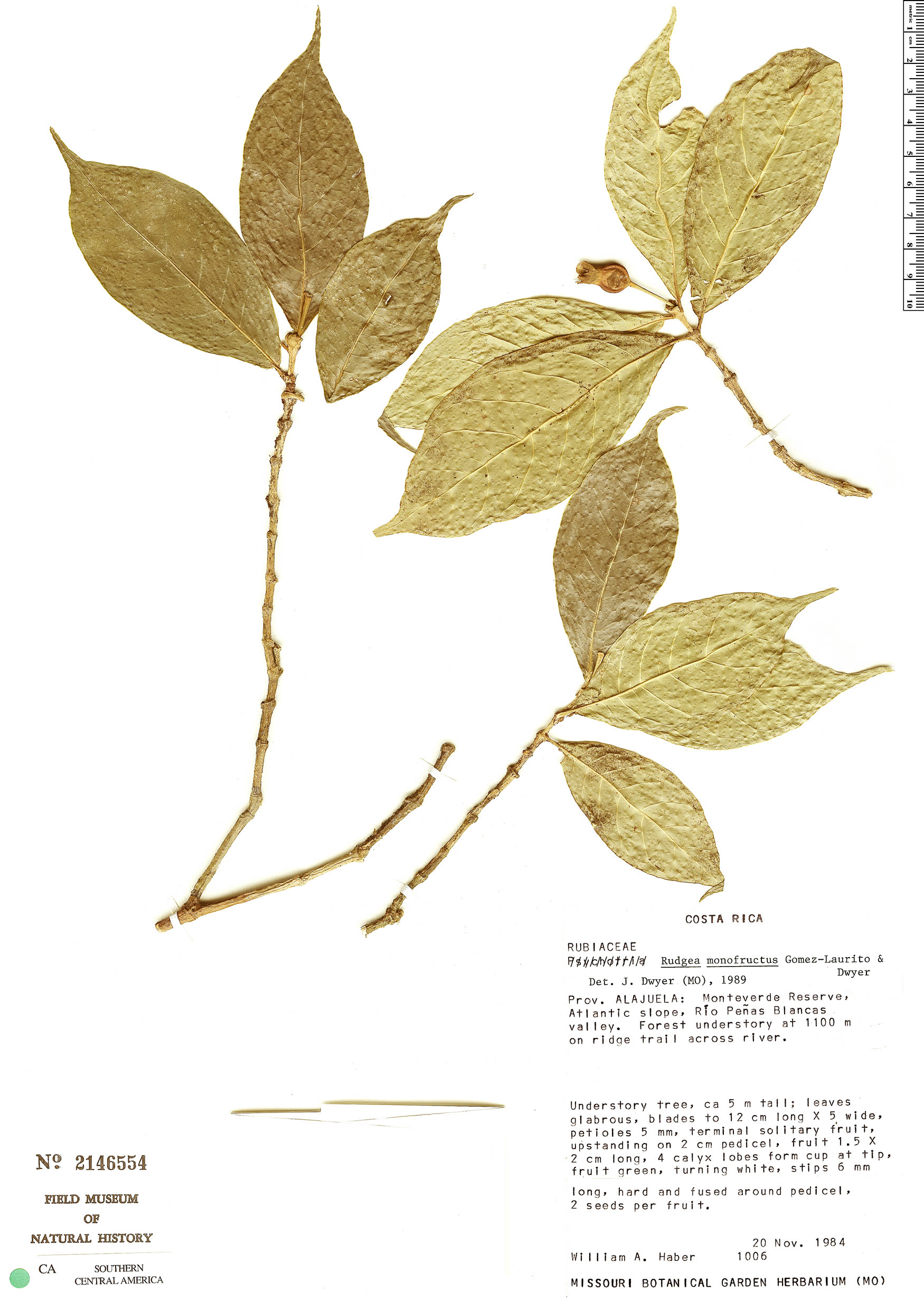 Rudgea monofructus image