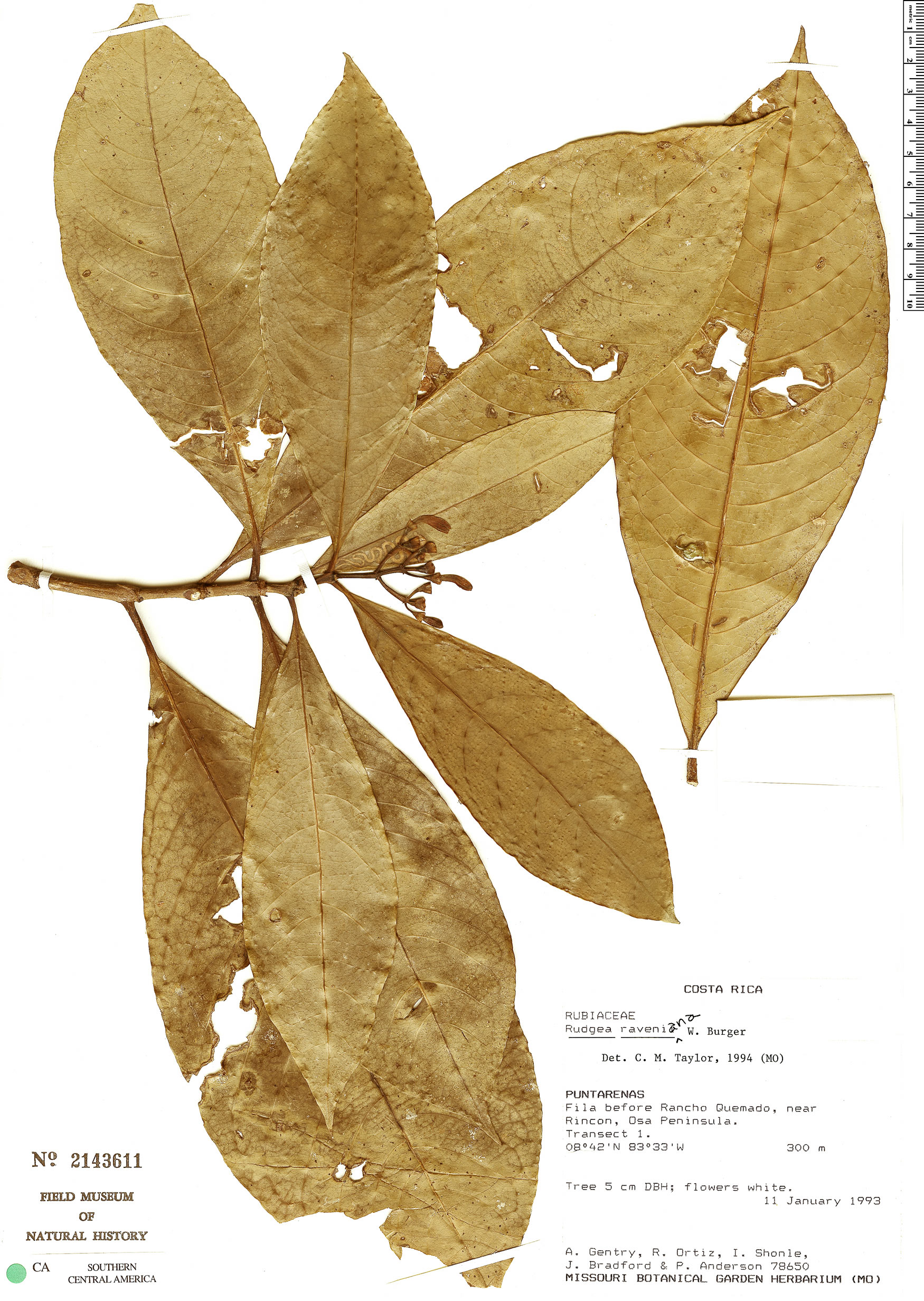 Rudgea raveniana image