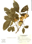 Balfourodendron riedelianum image