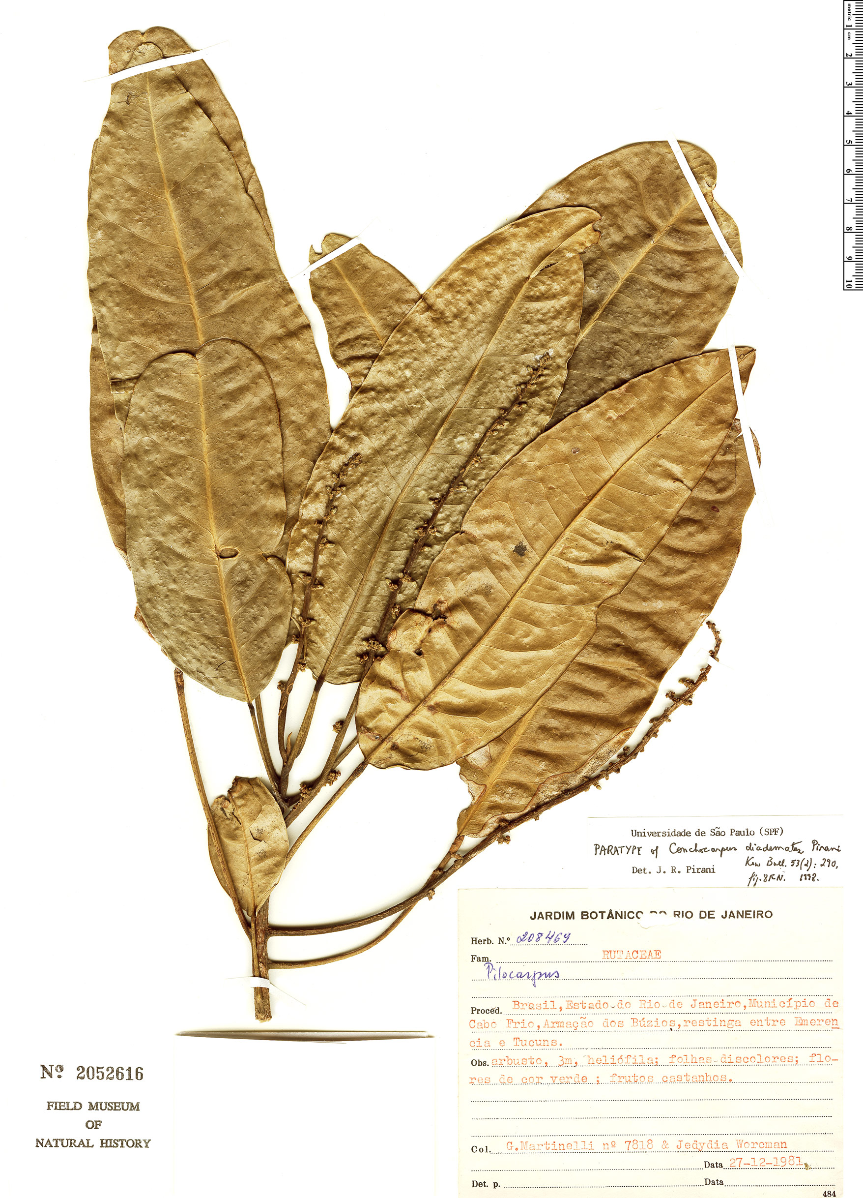 Conchocarpus diadematus image