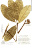 Conchocarpus larensis image