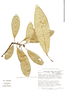 Conchocarpus obovatus image
