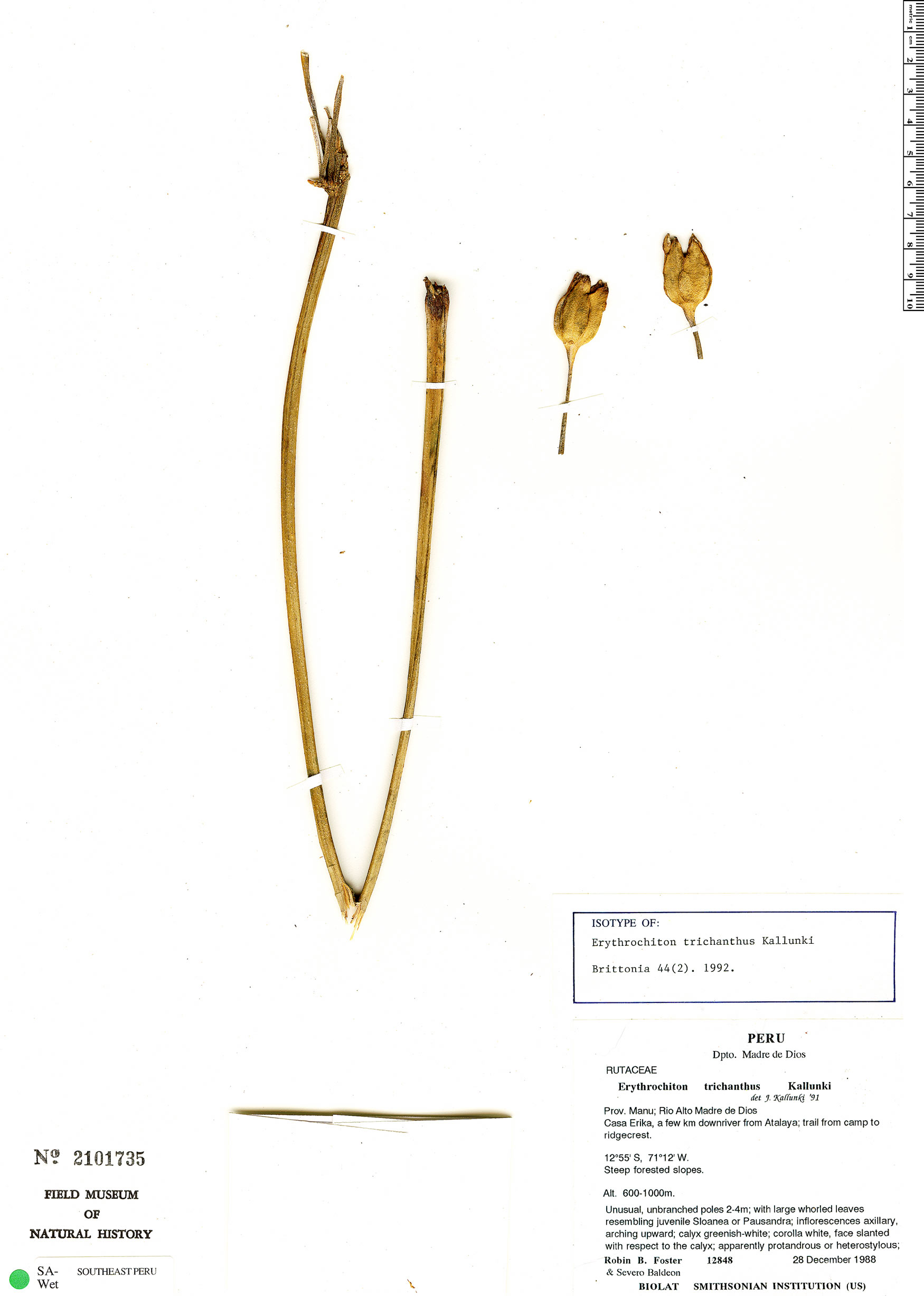 Erythrochiton trichanthus image