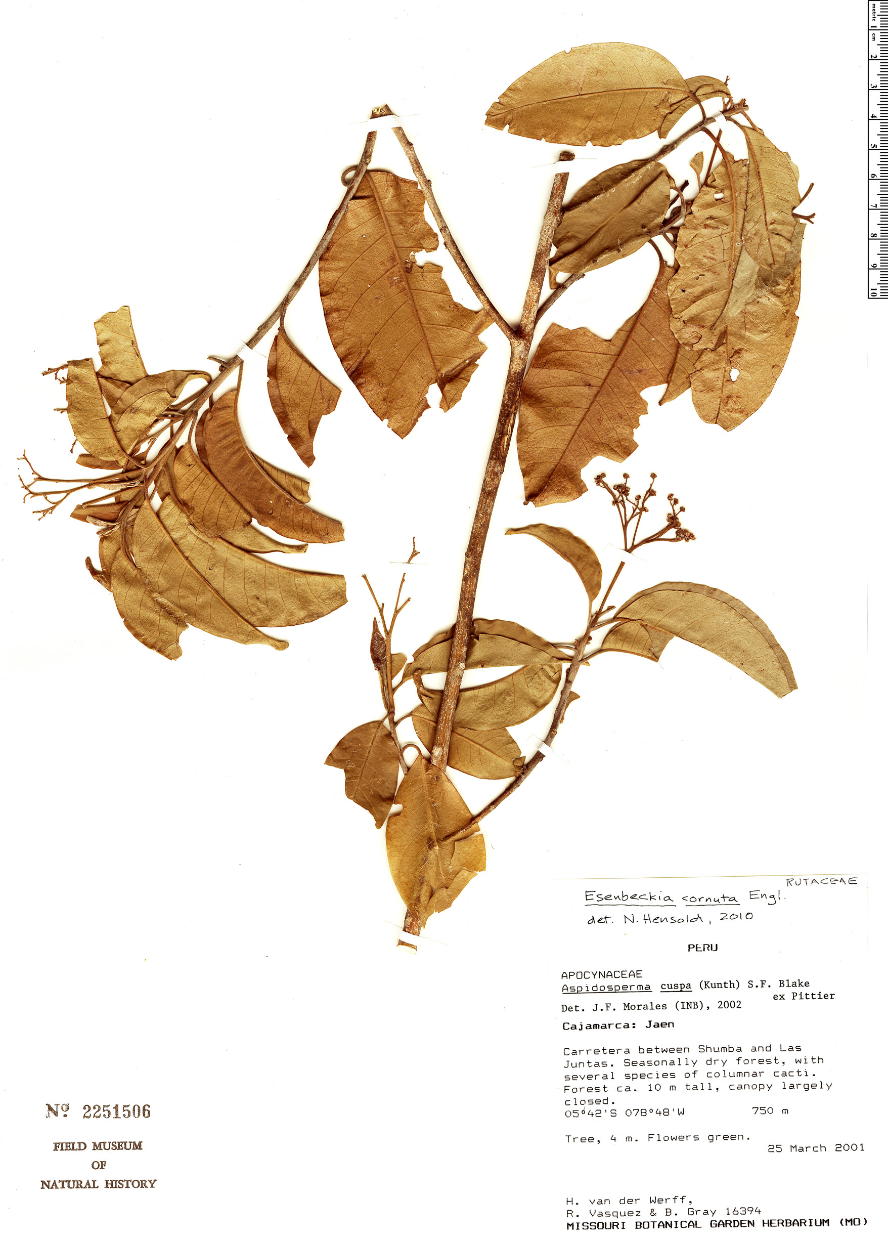 Esenbeckia cornuta image