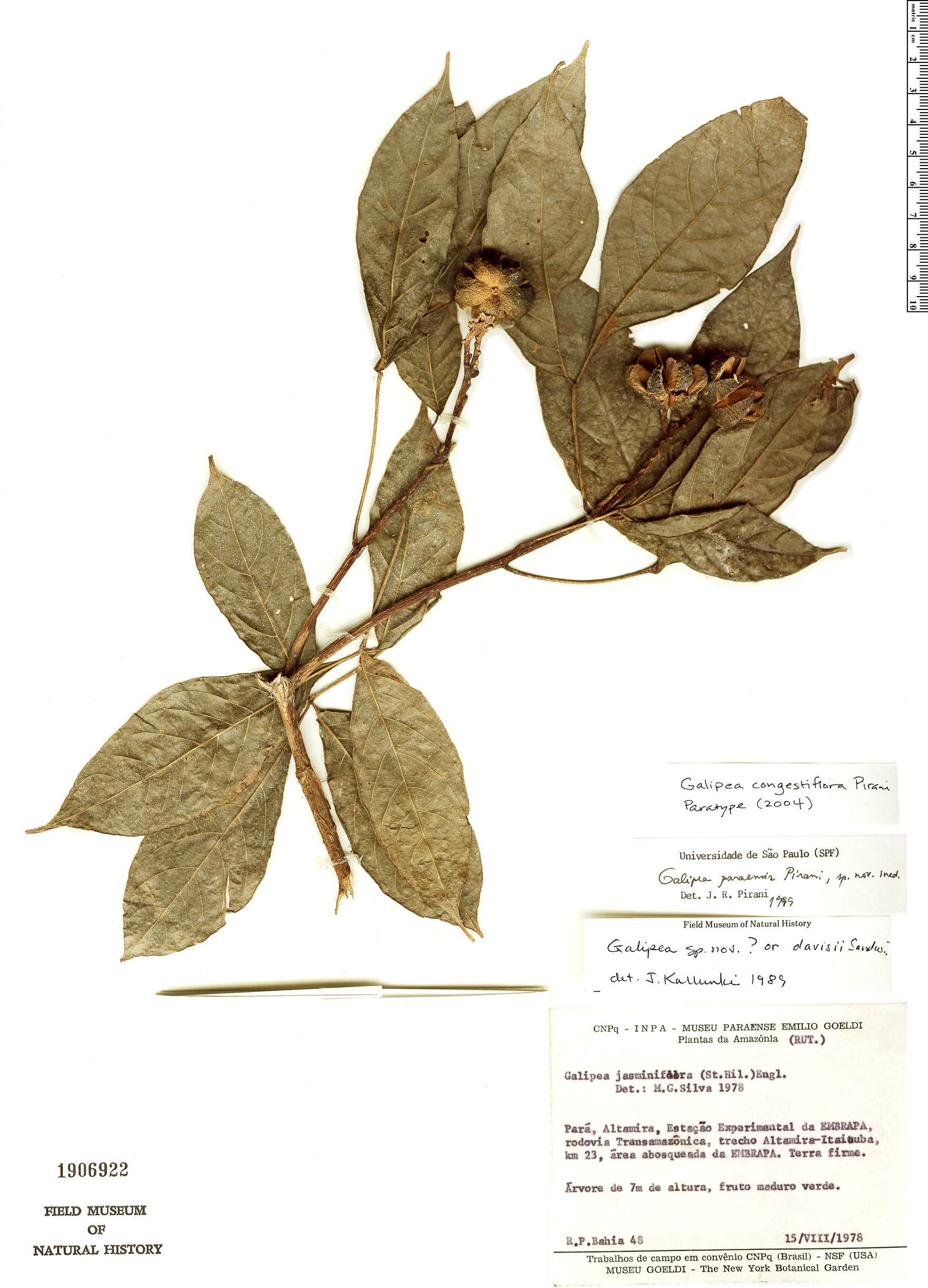 Galipea congestiflora image