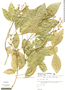 Galipea jasminiflora image
