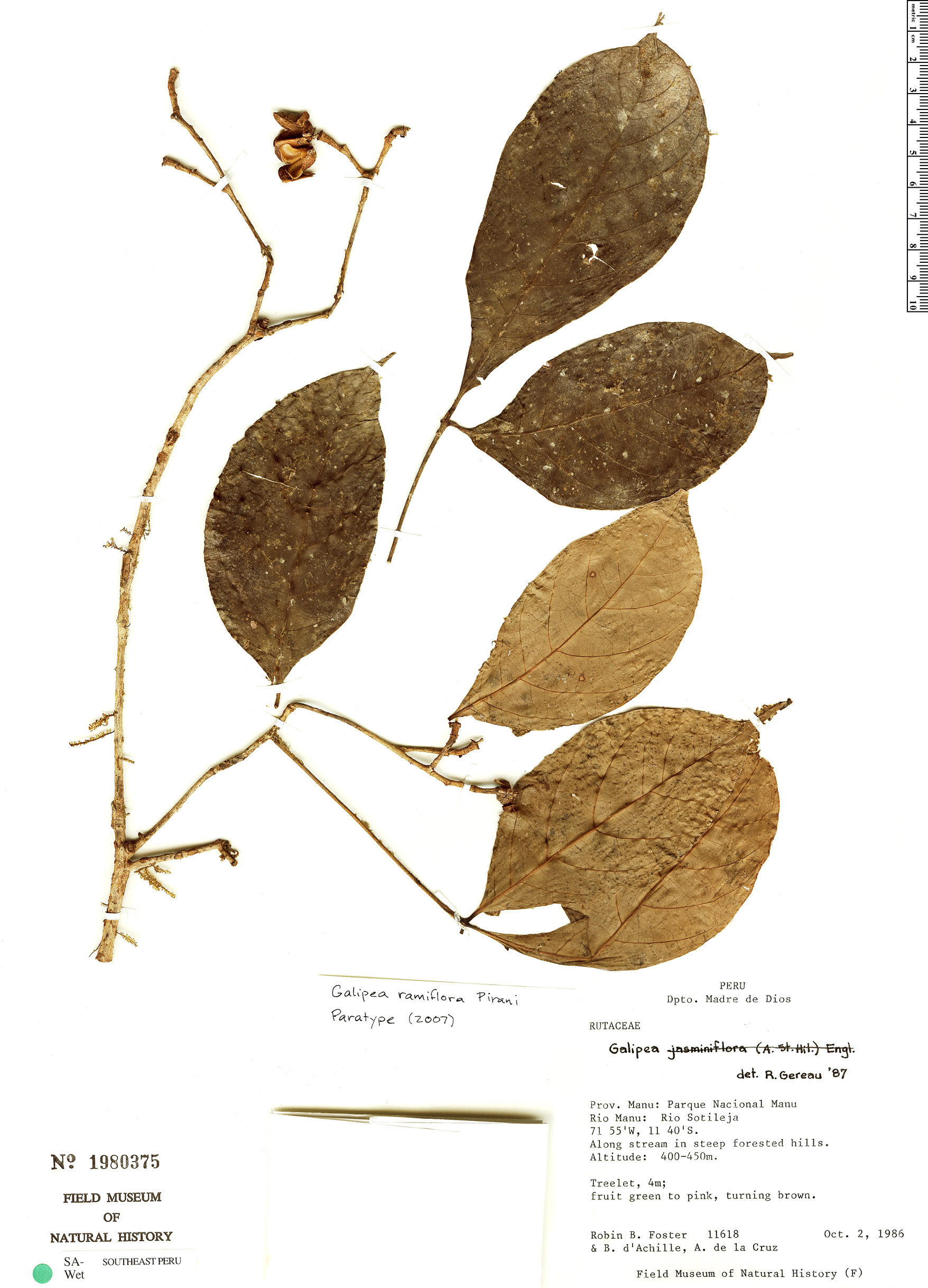 Galipea ramiflora image
