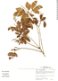 Galipea trifoliata image